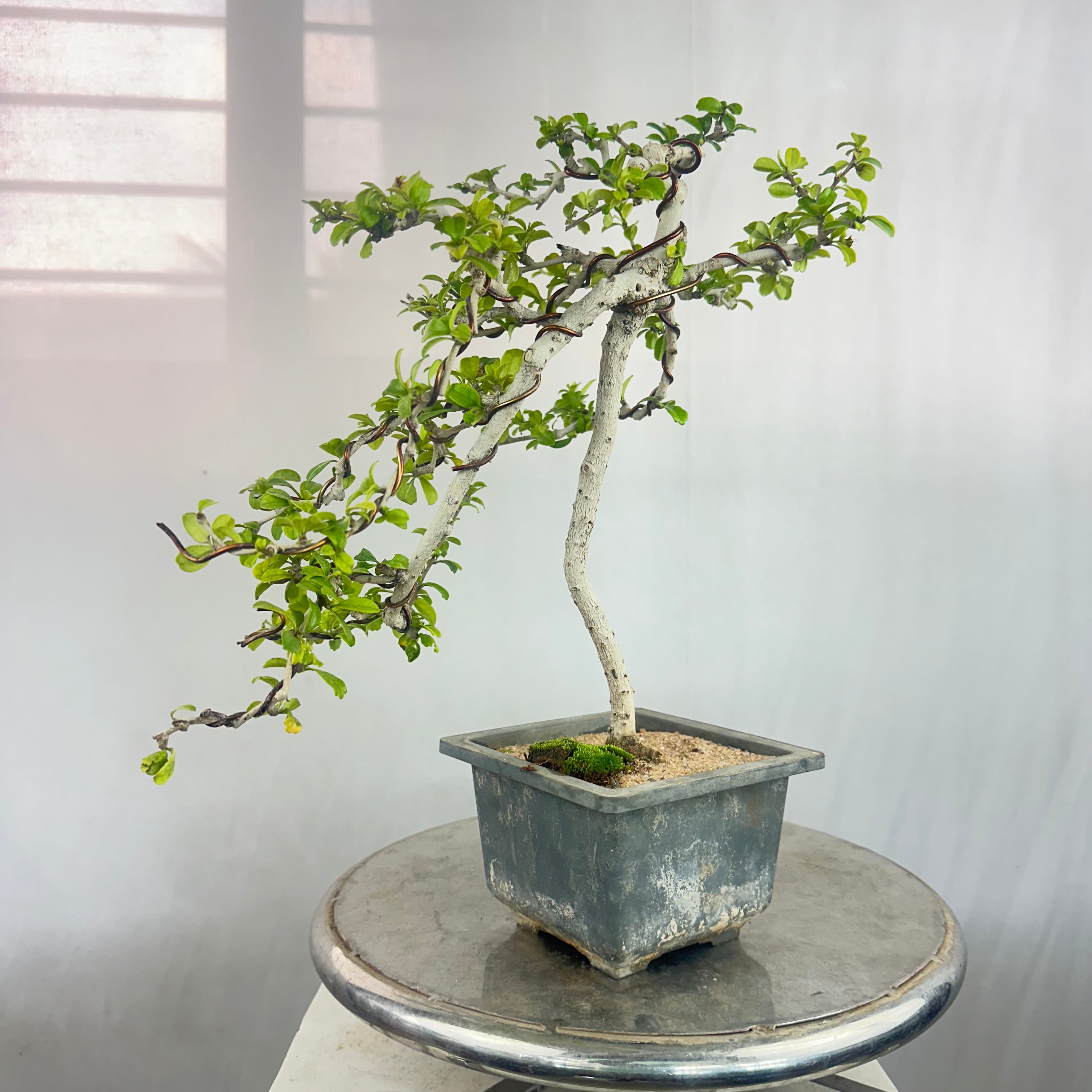 Carmona Bonsai Tree Fukein Tea Bonsai 002 (get the same tree shown in image)