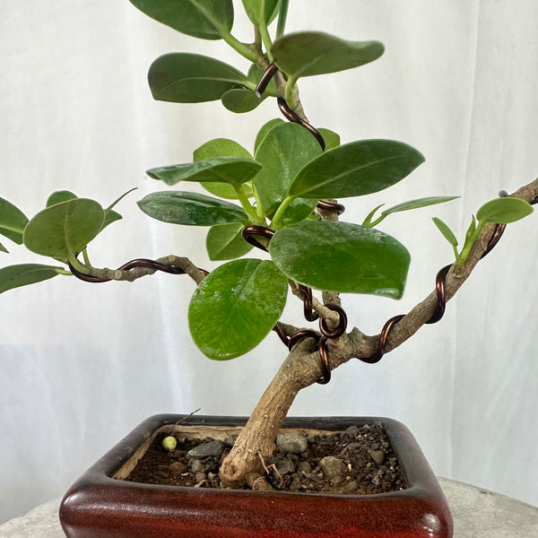 Green Paradise Ficus Long Island Bonsai Starter Tree