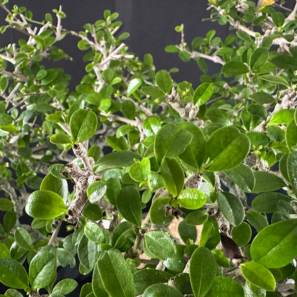 Carmona tree 7 years old Mature Bonsai Tree