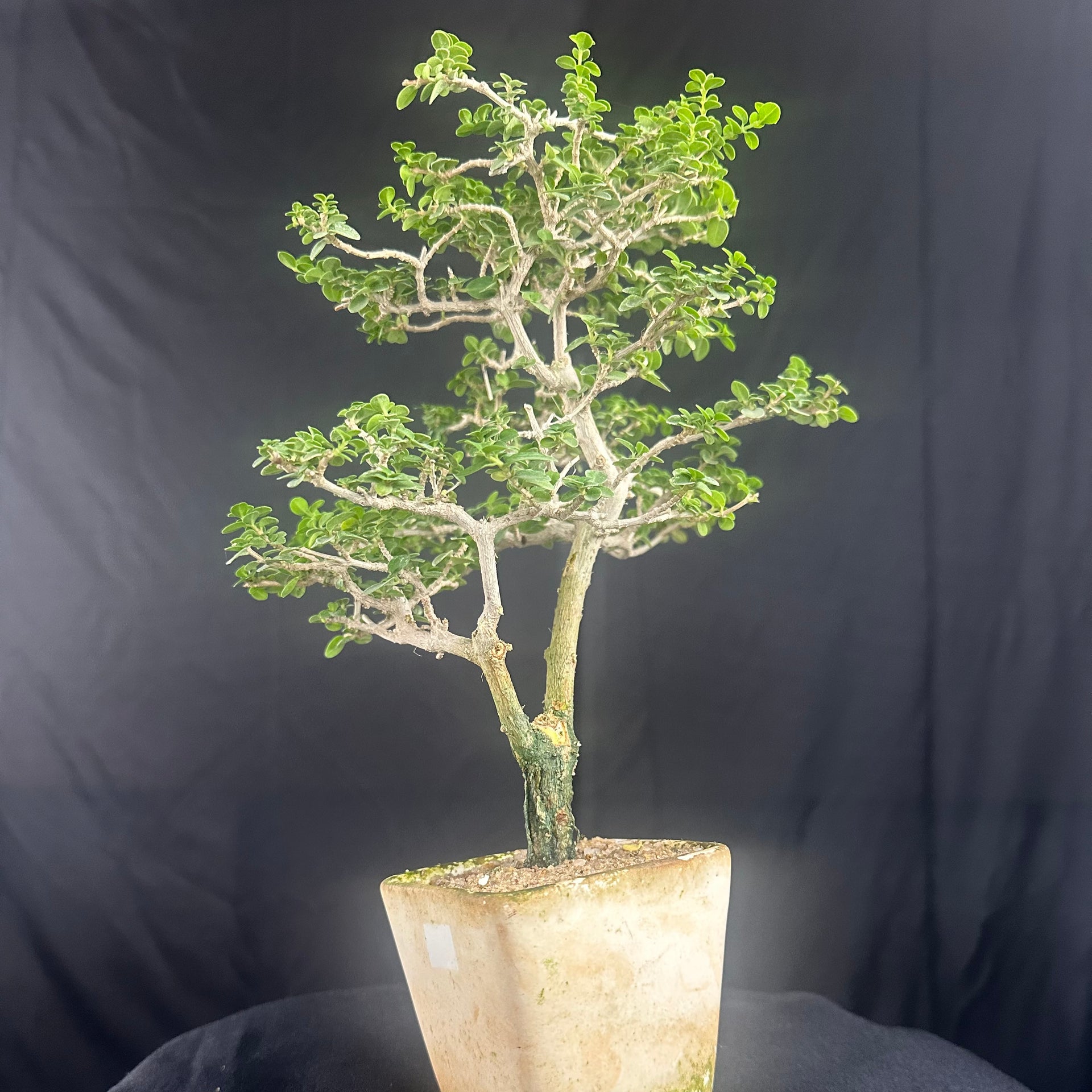 Green Paradise Premna  Bonsai Tree (Shohin Size bonsai tree)