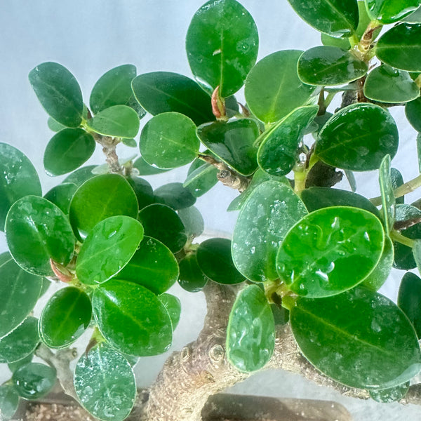 Green Paradise Ficus Compacta Bonsai Tree 008 ( get the same tree shown in the image )