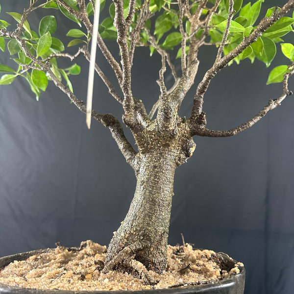 Ficus tigerbark Ficus Microcarpa Bonsai  tree