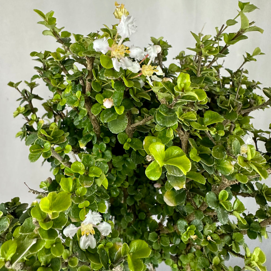Malpighia Coccigera Bonsai Tree 014 (Get The Same Tree shown In Image)