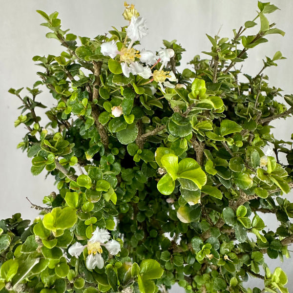 Malpighia Coccigera Bonsai Tree 014 (Get The Same Tree shown In Image)