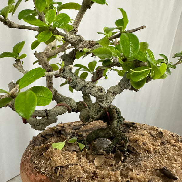 Carmona Mame Bonsai In Training Pot (Get the same tree shown in image )