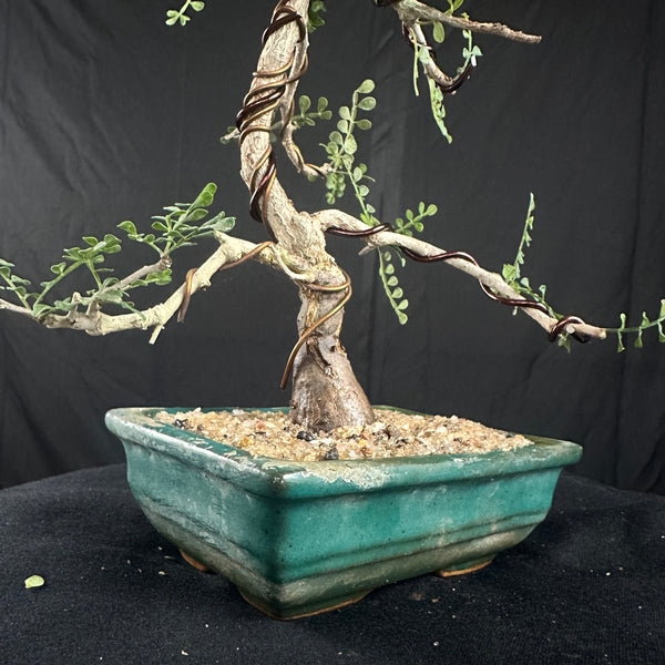 Operculicarya
 mame bonsai tree