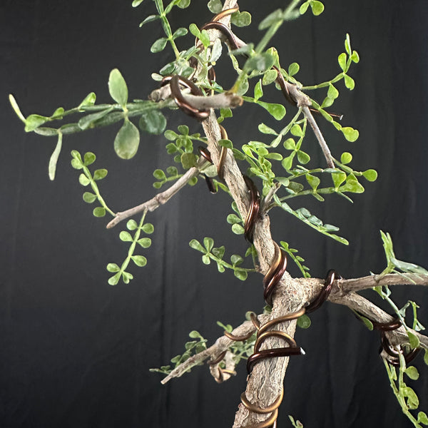 Operculicarya
 mame bonsai tree