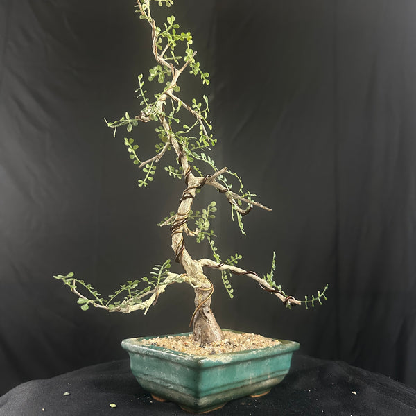 Operculicarya
 mame bonsai tree