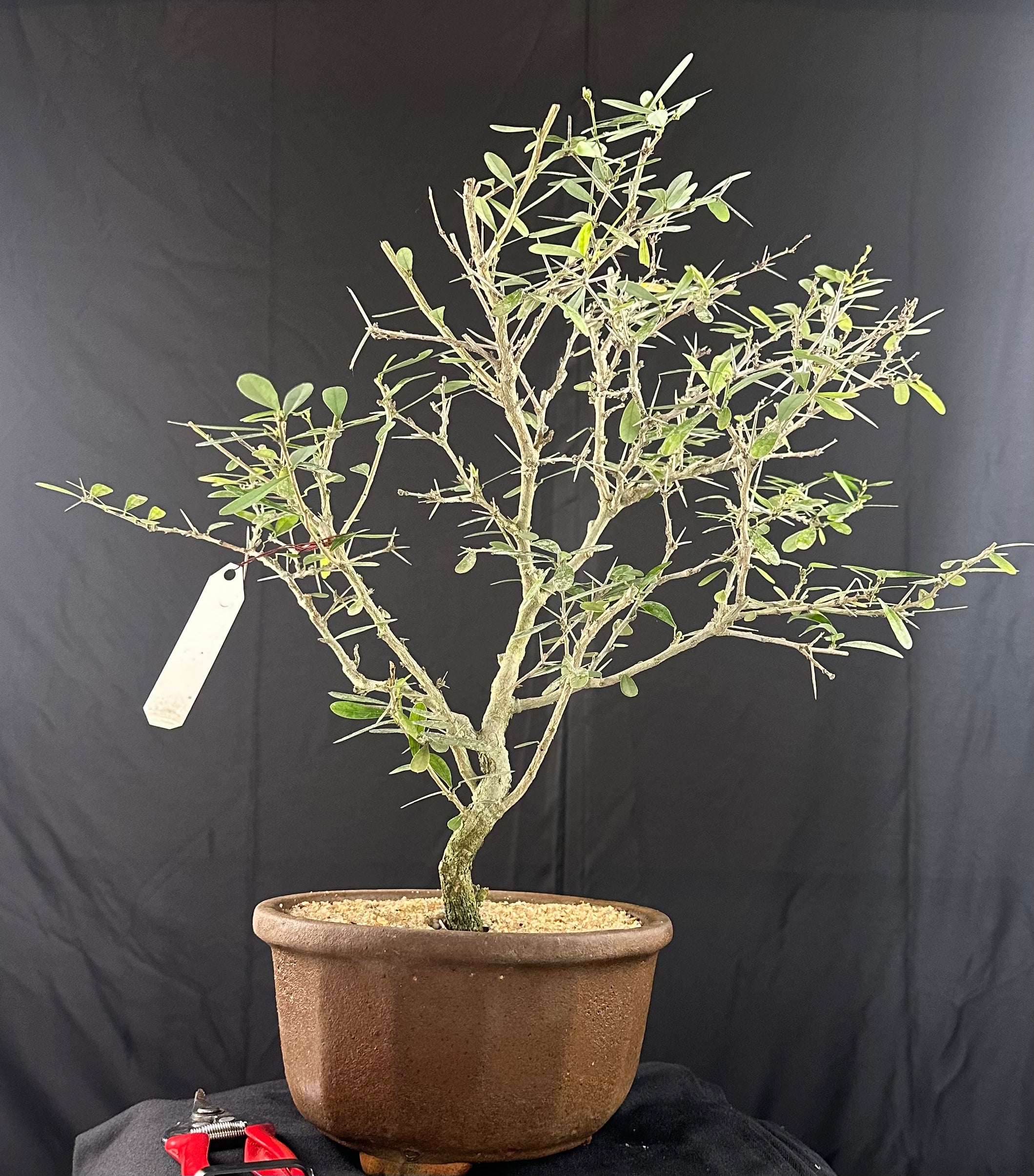 Blue braya Desmodium Bonsai tree