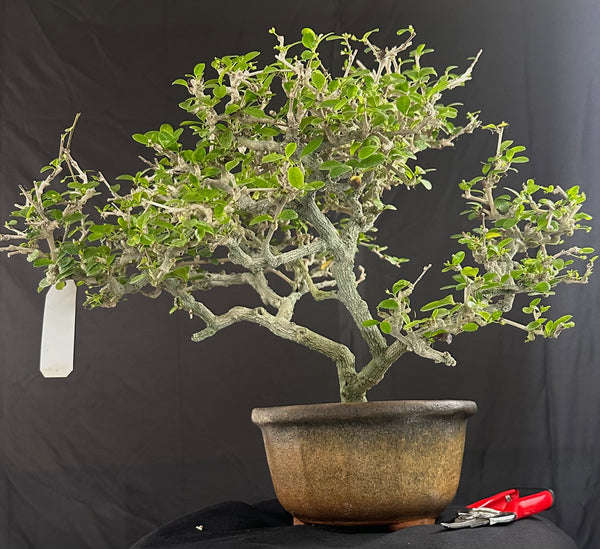 Carmona tree 7 years old Mature Bonsai Tree