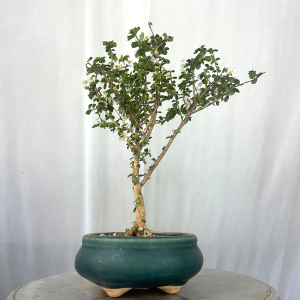 Green Paradise Malpighia Coccigera Bonsai