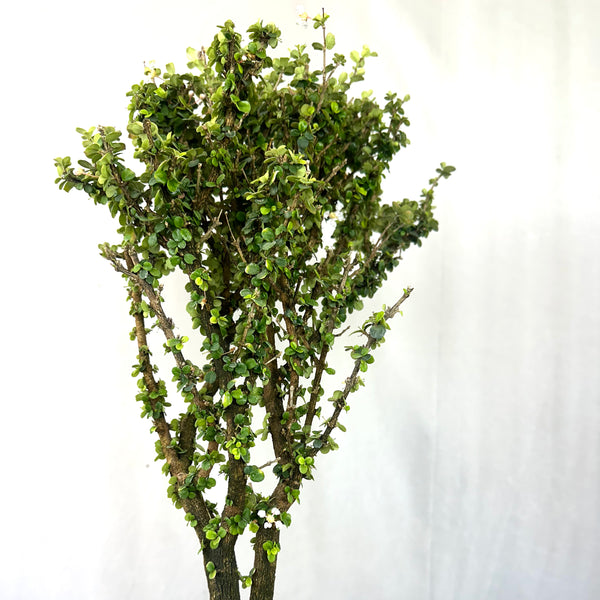 Malpighia Coccigera Bonsai Tree 014 (Get The Same Tree shown In Image)