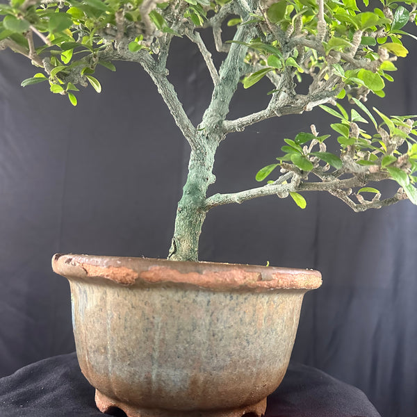 Green Paradise Carmona Bonsai tree code 0144