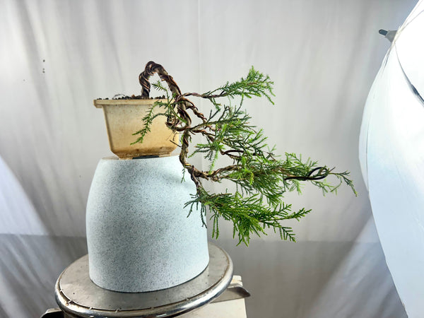 Chinensis juniper cascade bonsai