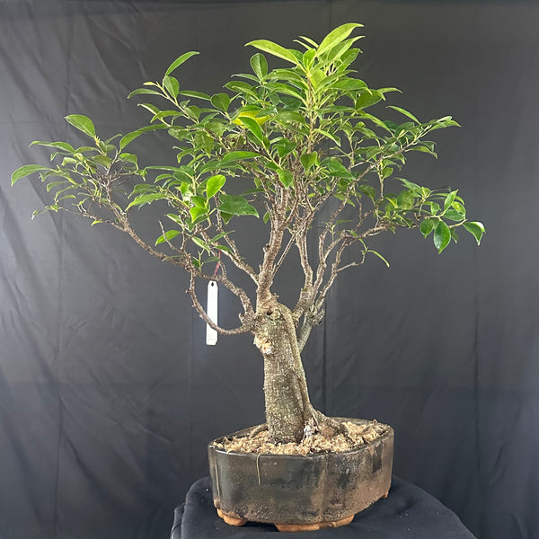 Ficus tigerbark Ficus Microcarpa Bonsai  tree