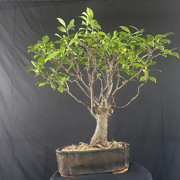 Ficus tigerbark Ficus Microcarpa Bonsai  tree
