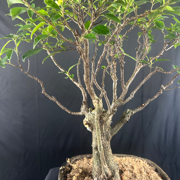 Ficus tigerbark Ficus Microcarpa Bonsai  tree