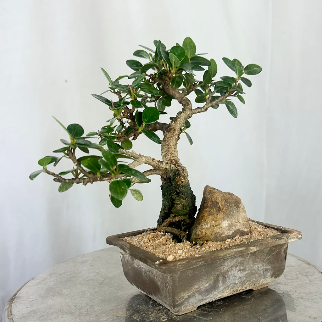 Green Paradise Ficus Compacta Bonsai Tree 008 ( get the same tree shown in the image )