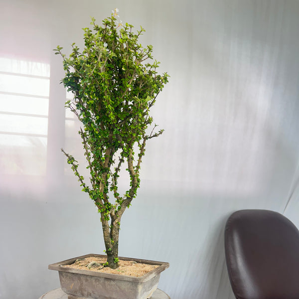 Malpighia Coccigera Bonsai Tree 014 (Get The Same Tree shown In Image)