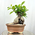 Green Paradise Ficus Ginseng Tree with ceramic planter code  021