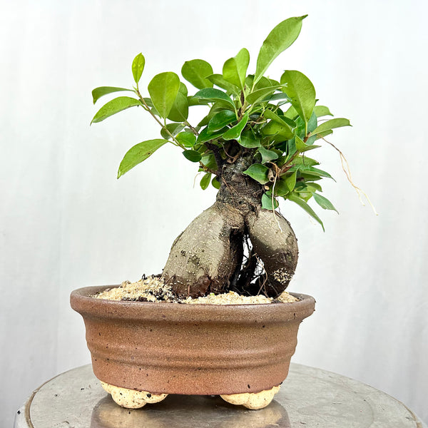 Green Paradise Ficus Ginseng Tree with ceramic planter code  021