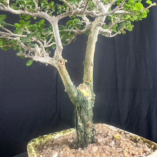 Green Paradise Premna  Bonsai Tree (Shohin Size bonsai tree)