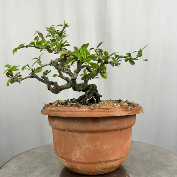Carmona Mame Bonsai In Training Pot (Get the same tree shown in image )
