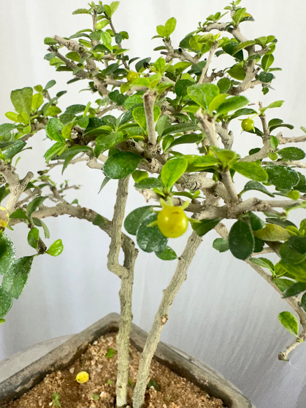 Green Paradise Mini Carmona Twin Trunk Groom Style Bonsai (get the same tree shown in image)