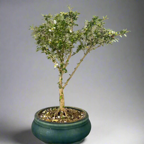Green Paradise Malpighia Coccigera Bonsai