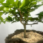 Green Paradise Cherry Lime Bonsai material tree