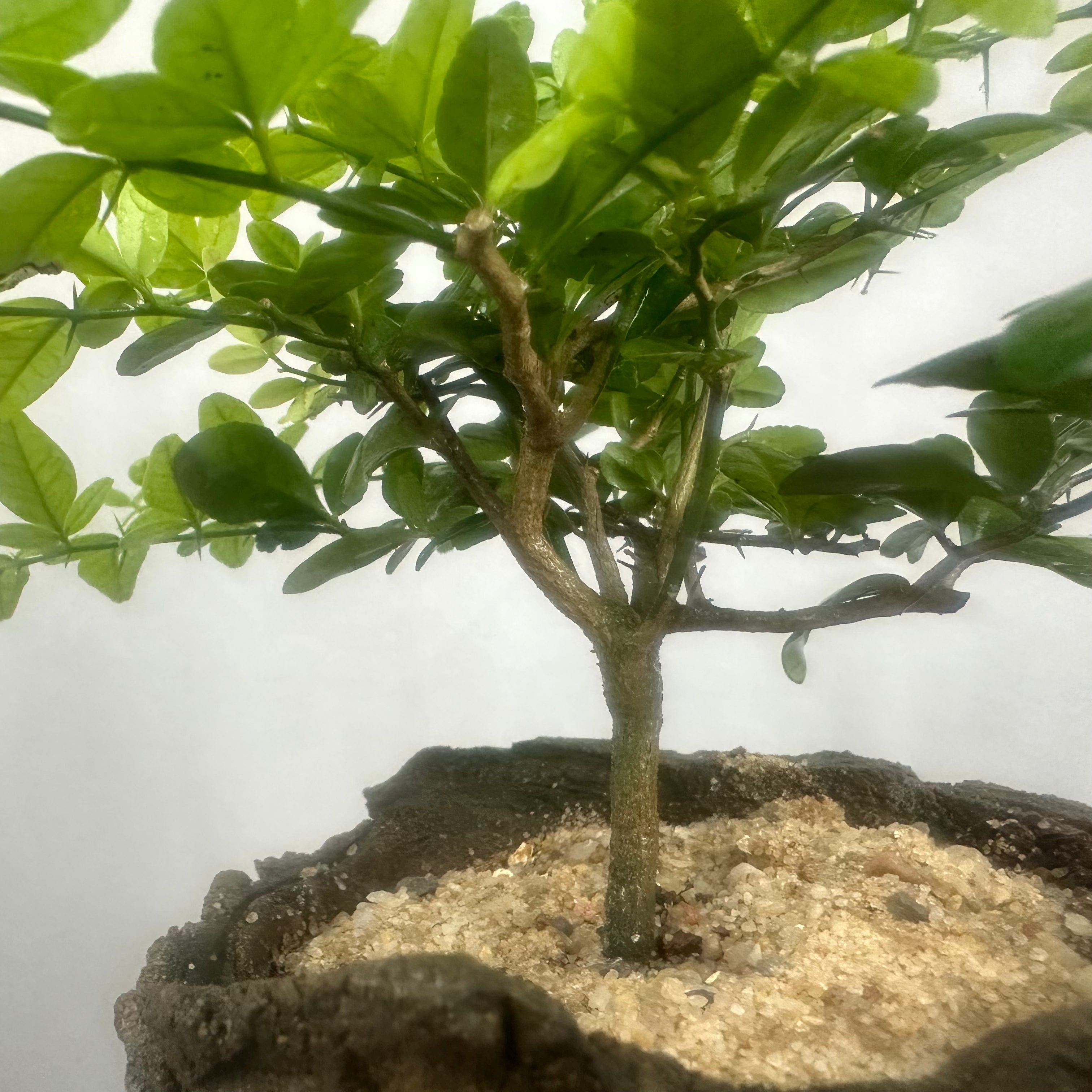 Green Paradise Cherry Lime Bonsai material tree