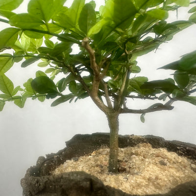 Green Paradise Cherry Lime Bonsai material tree