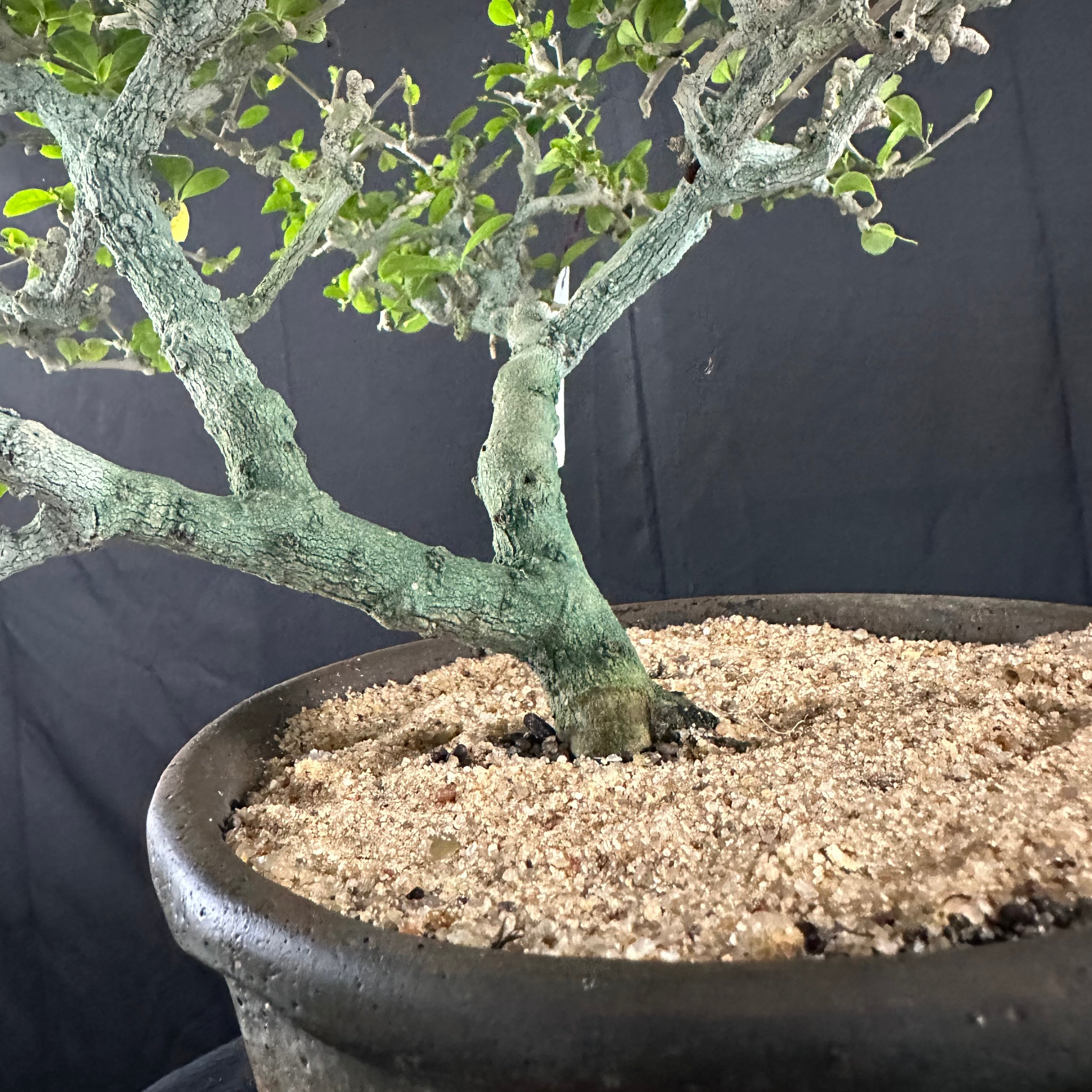 Carmona tree 7 years old Mature Bonsai Tree