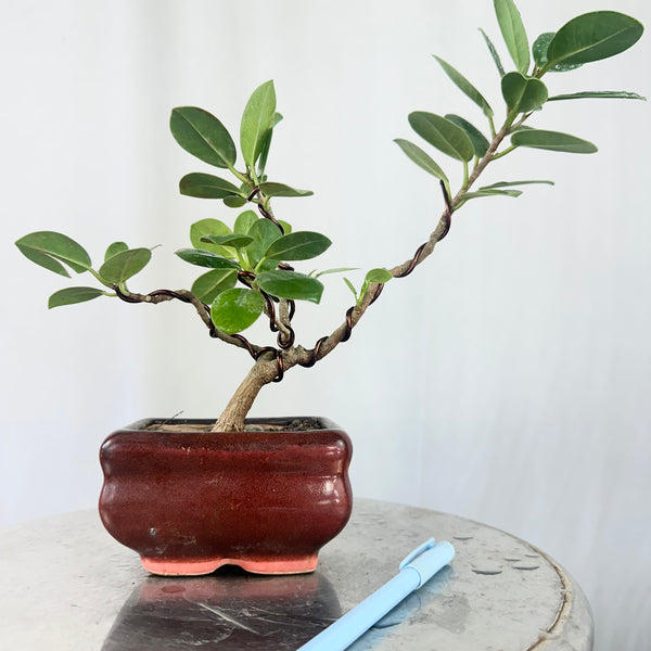 Green Paradise Ficus Long Island Bonsai Starter Tree