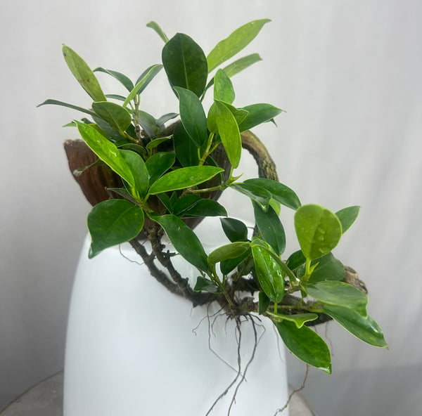 Green Paradise panda ficus Bonsai cascade style tree