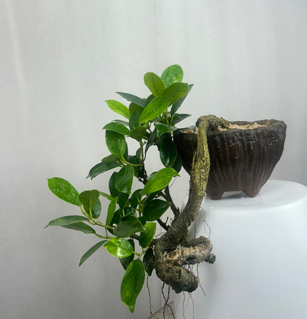 Green Paradise panda ficus Bonsai cascade style tree