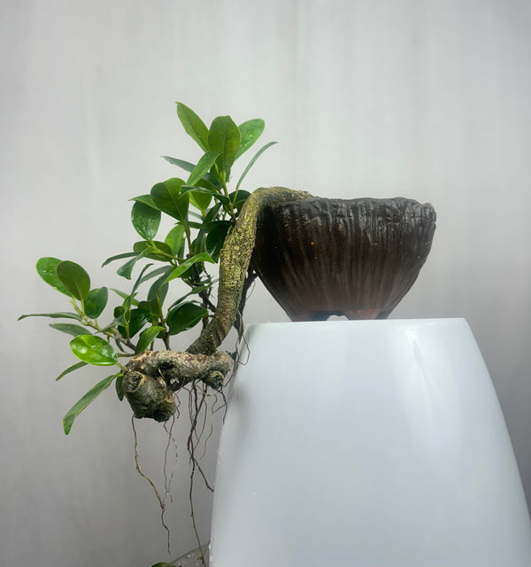 Green Paradise panda ficus Bonsai cascade style tree