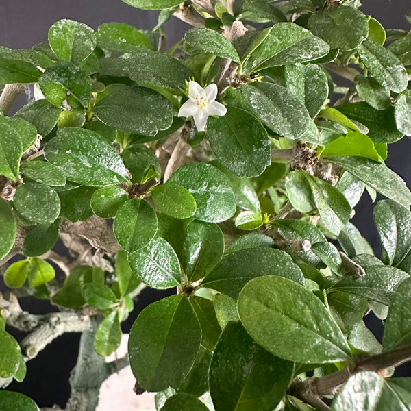 Green Paradise Carmona Bonsai tree code 0144