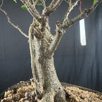 Ficus tigerbark Ficus Microcarpa Bonsai  tree