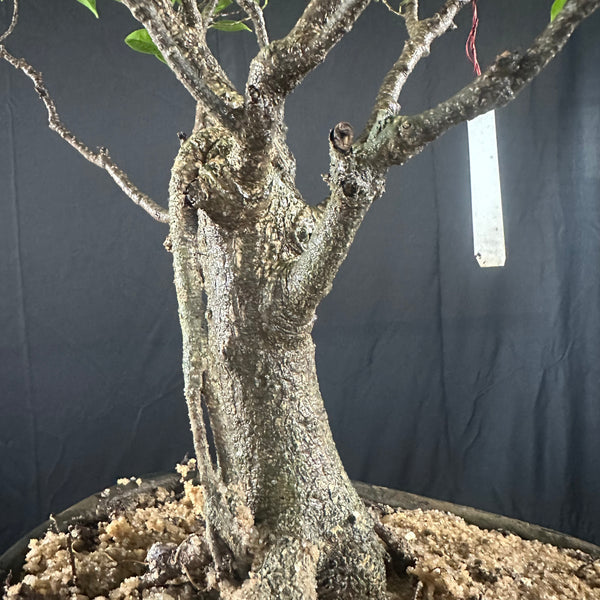 Ficus tigerbark Ficus Microcarpa Bonsai  tree