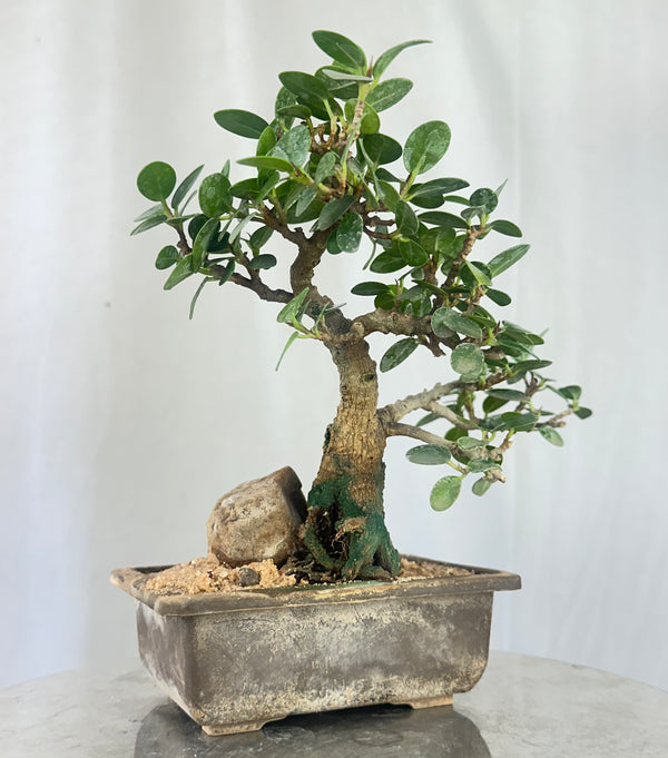 Green Paradise Ficus Compacta Bonsai Tree 008 ( get the same tree shown in the image )