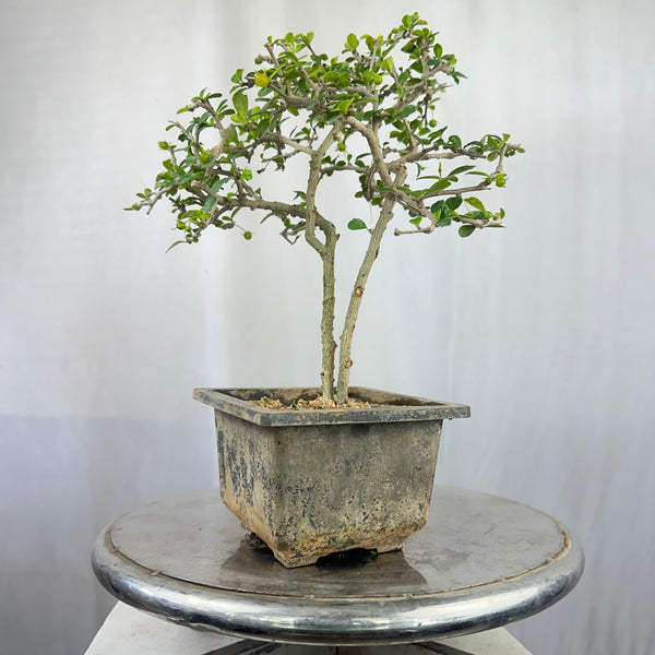 Green Paradise Mini Carmona Twin Trunk Groom Style Bonsai (get the same tree shown in image)