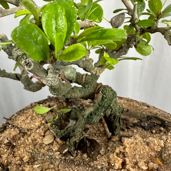 Carmona Mame Bonsai In Training Pot (Get the same tree shown in image )
