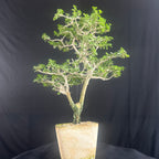 Green Paradise Premna  Bonsai Tree (Shohin Size bonsai tree)