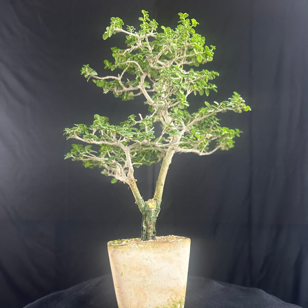 Green Paradise Premna  Bonsai Tree (Shohin Size bonsai tree)