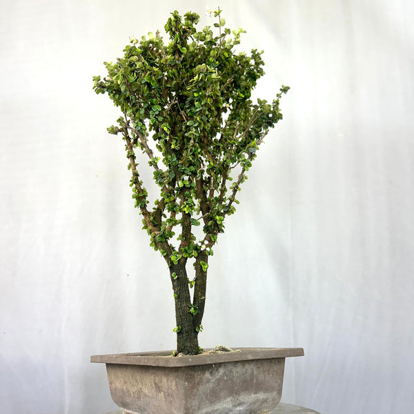 Malpighia Coccigera Bonsai Tree 014 (Get The Same Tree shown In Image)