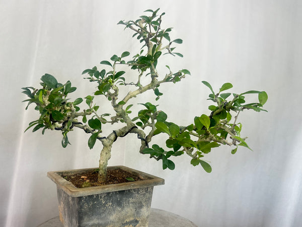 Green paradise Carmona bonsai tree