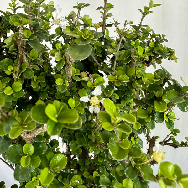 Malpighia Coccigera Bonsai Tree 014 (Get The Same Tree shown In Image)