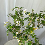 Green Paradise Malpighia Coccigera Bonsai