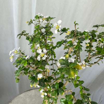 Green Paradise Malpighia Coccigera Bonsai